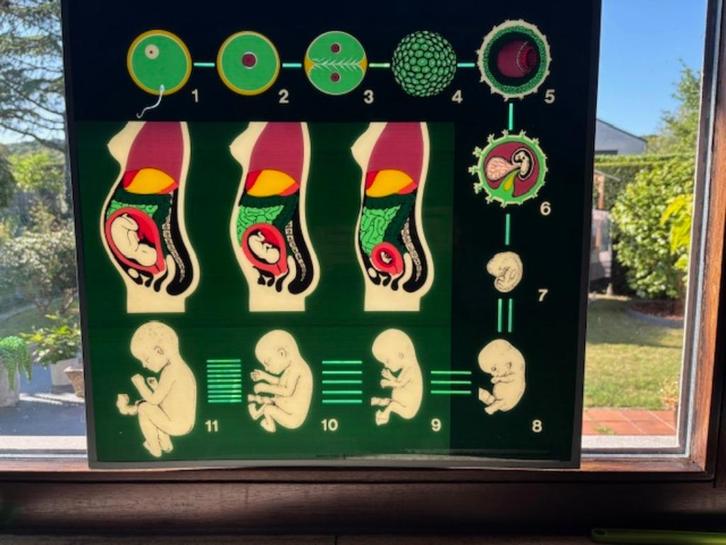 planches didactiques, Antiquités & Art, Curiosités & Brocante, Enlèvement