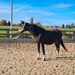 Familiepaard bwp merrie, Dieren en Toebehoren