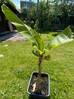 Banaan bomen, Tuin en Terras, Ophalen of Verzenden