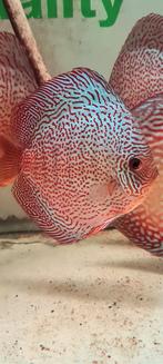 Discus panthera leopard, Vis, Zoetwatervis, Schoolvis
