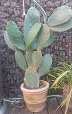 Heel mooie grote cactus opuntia, Tuin en Terras, Planten | Tuinplanten, Ophalen