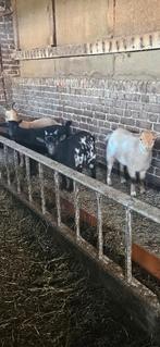 Jonge mini dwerggeitjes te koop, Dieren en Toebehoren, Meerdere dieren, Overige soorten