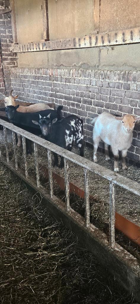 Jonge mini dwerggeitjes te koop, Dieren en Toebehoren, Pluimvee, Overige soorten, Meerdere dieren