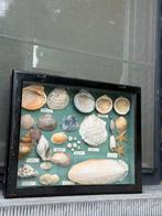 Vintage schelpenkast, Ophalen of Verzenden