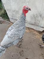 3 Kalkoen hanen 2025, Animaux & Accessoires, Volatiles, Mâle, Dinde
