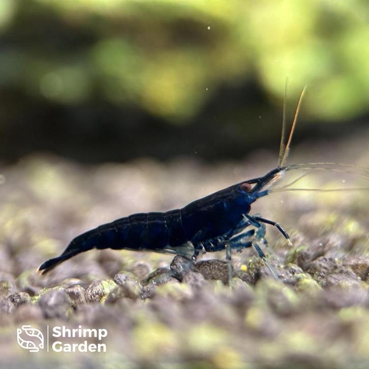 Blue Sapphire Garnalen – Neocaridina, Animaux & Accessoires, Poissons | Poissons d'aquarium, Poisson d'eau douce, Homard, Crabe ou Crevette