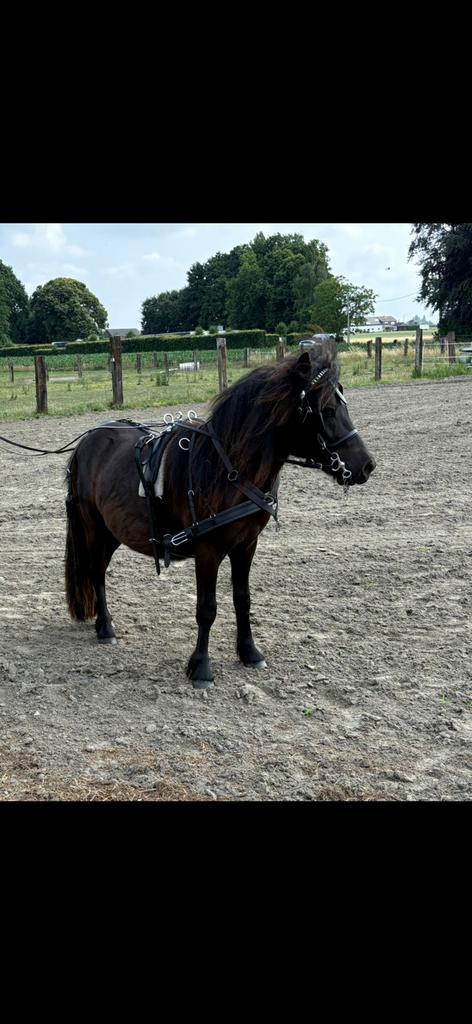 Nieuw tuig te koop, Dieren en Toebehoren, Paarden en Pony's | Hoofdstellen en Tuigage, Nieuw, Overige soorten, Ophalen