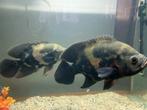 Oscars, Dieren en Toebehoren, Vis