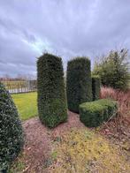 3 grote Taxus planten, Tuin en Terras, Ophalen, Taxus