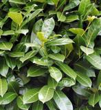 Gratis Laurierstruiken, Tuin en Terras, Planten | Struiken en Hagen, Ophalen, Laurier, Struik, 100 tot 250 cm