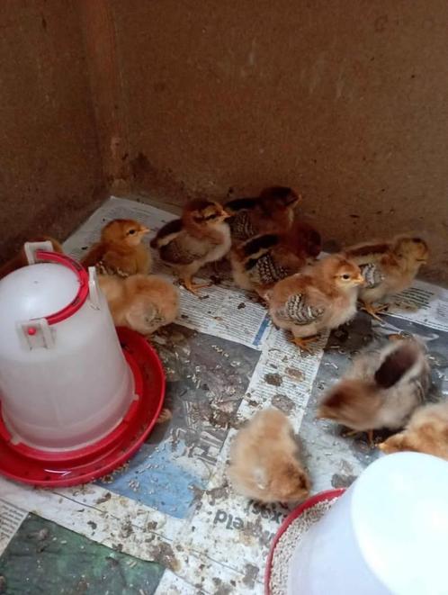 kuikentjes, Dieren en Toebehoren, Pluimvee, Kip, Geslacht onbekend