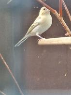 vink agaat