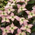 Cornus kousa soorten, Enlèvement, Ombre partielle