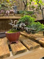 Juniperus Chinensis Shohin - Jeneverbes, Tuin en Terras, Planten | Tuinplanten, Ophalen