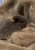 RaszuiverMinilop .NHD rammetje, Dieren en Toebehoren, Mannelijk, Klein, 0 tot 2 jaar