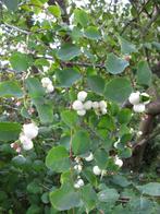 Vend ou échange symphorine blanche (« arbre aux perles »), Overige soorten, Struik, Ophalen, 100 tot 250 cm