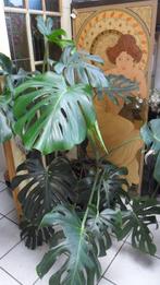 Monstera  Gatenplant  Kamerplanten, Ophalen of Verzenden, Ficus