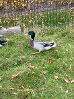 Wilde eend man, Dieren en Toebehoren, Mannelijk, Eend