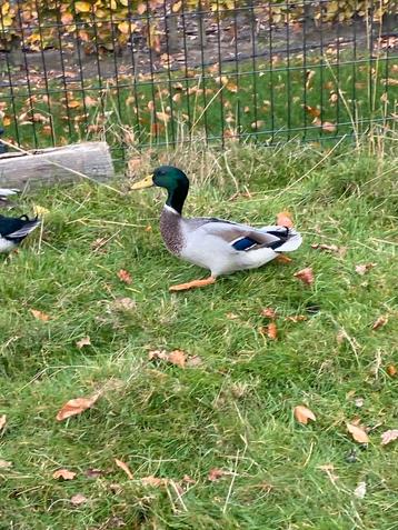 Wilde eend man beschikbaar voor biedingen