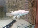 albino peach aligator gar 50 a 55 cm