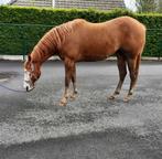 Paard, Dieren en Toebehoren, Paarden, Merrie, Westernpaard, Gechipt, 0 tot 2 jaar