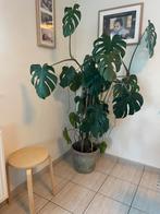 Monstera gatenplant., Huis en Inrichting, Kamerplanten, Ophalen