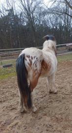 2 shetlander ruinen! Pintoloosa en zwart met witte beentjes!, Dieren en Toebehoren, Pony's, Ruin, Niet van toepassing, A pony (tot 1.17m)