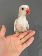 Super getemde albino-babypruik met lijm, Parkiet