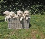 Mooie Golden Retriever-pups zijn op oek naar een gouden mand, Golden retriever, België, Fokker | Hobbymatig, 8 tot 15 weken