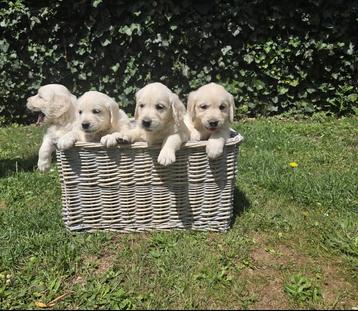 Mooie Golden Retriever-pups zijn op oek naar een gouden mand beschikbaar voor biedingen