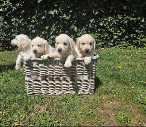 Mooie Golden Retriever-pups zijn op oek naar een gouden mand, Dieren en Toebehoren, Honden | Retrievers, Spaniëls en Waterhonden