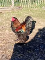 brahma haan, Dieren en Toebehoren, Mannelijk