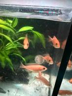 Cichlide oranje 8a10cm, Vis, Zoetwatervis, Schoolvis
