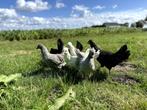 Jonge schijndelaar kippen gesekst en ingeënt diverse kleuren, Dieren en Toebehoren, Pluimvee, Vrouwelijk, Kip