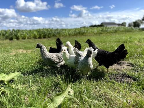 Jonge schijndelaar kippen gesekst en ingeënt diverse kleuren, Animaux & Accessoires, Volatiles, Poule ou poulet, Femelle