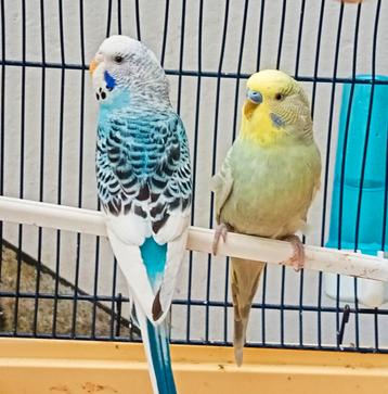 2 schattige parkieten met kooi  beschikbaar voor biedingen