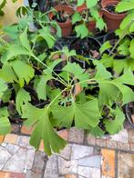 Ginkgo biloba, Tuin en Terras, Ophalen