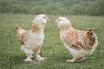 Faverolles kippen jonge hennen beschikbaar, Dieren en Toebehoren, Pluimvee, Vrouwelijk, Kip