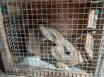 Jong mannetjes steenkonijn, Dieren en Toebehoren, Konijnen