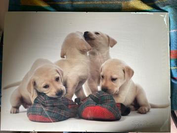 Foto pup achter glas beschikbaar voor biedingen
