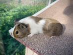 Cavia beertje, Dieren en Toebehoren, Knaagdieren, Cavia, Mannelijk, Tam, Oktober