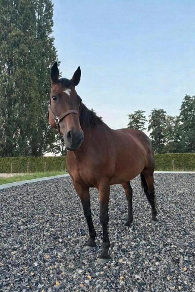 Brave merrie, Dieren en Toebehoren, Paarden, Merrie, Zadelmak, Minder dan 160 cm, 11 jaar of ouder, Recreatiepaard, Gechipt, Ontwormd