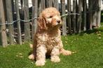 Prachtige medium abrikoze Labradoodle pups, Dieren en Toebehoren, België, Overige rassen, CDV (hondenziekte), 8 tot 15 weken