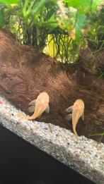 albino ancistrus geel, Dieren en Toebehoren, Vissen | Aquariumvissen