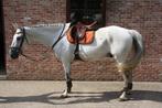 Paard te koop, Dieren en Toebehoren, Paarden, Gechipt, Springpaard, Ruin, L