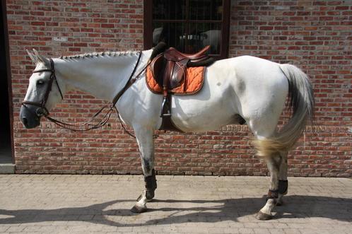 Paard te koop, Dieren en Toebehoren, Paarden, Ruin, L, 165 tot 170 cm, 7 tot 10 jaar, Springpaard, Gechipt, Ontwormd, Ingeënt