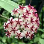 Hoya erythrostemma splash, Huis en Inrichting, Ophalen of Verzenden