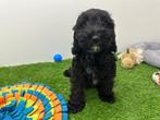 Cockapoo pups, België, CDV (hondenziekte), 8 tot 15 weken, Meerdere