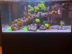 Zeeaquarium Reef Start 90, Ophalen, Zo goed als nieuw
