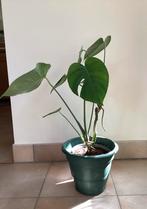 Jonge monstera deliciosa / gatenplant, Huis en Inrichting, Kamerplanten, Ophalen